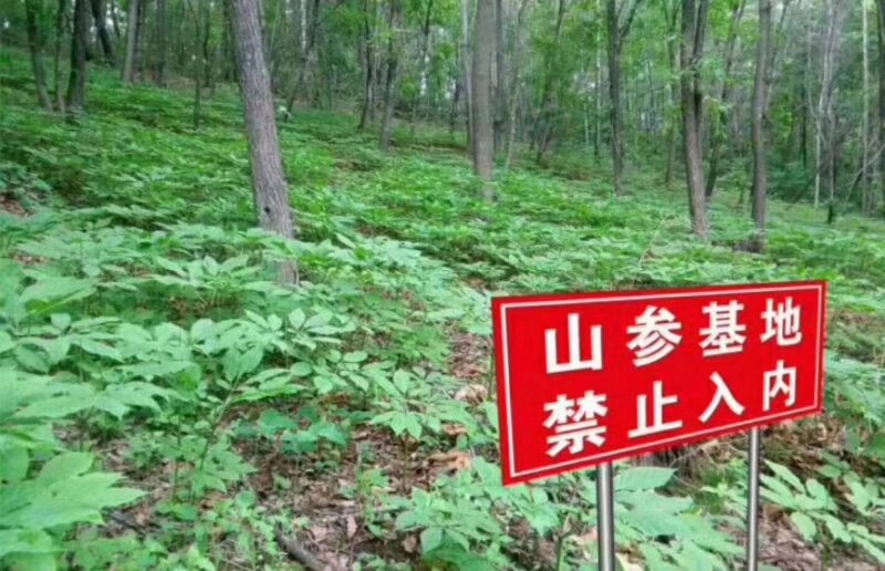 山地
