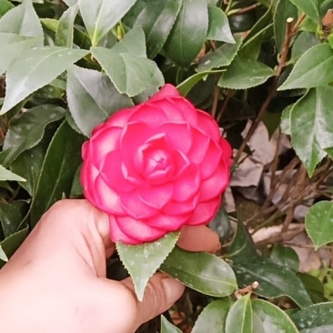 大学士山茶花
