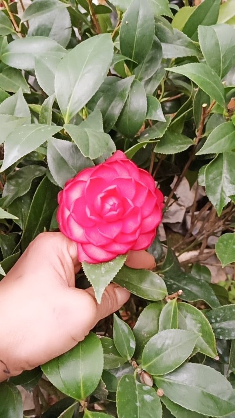 大学士山茶花