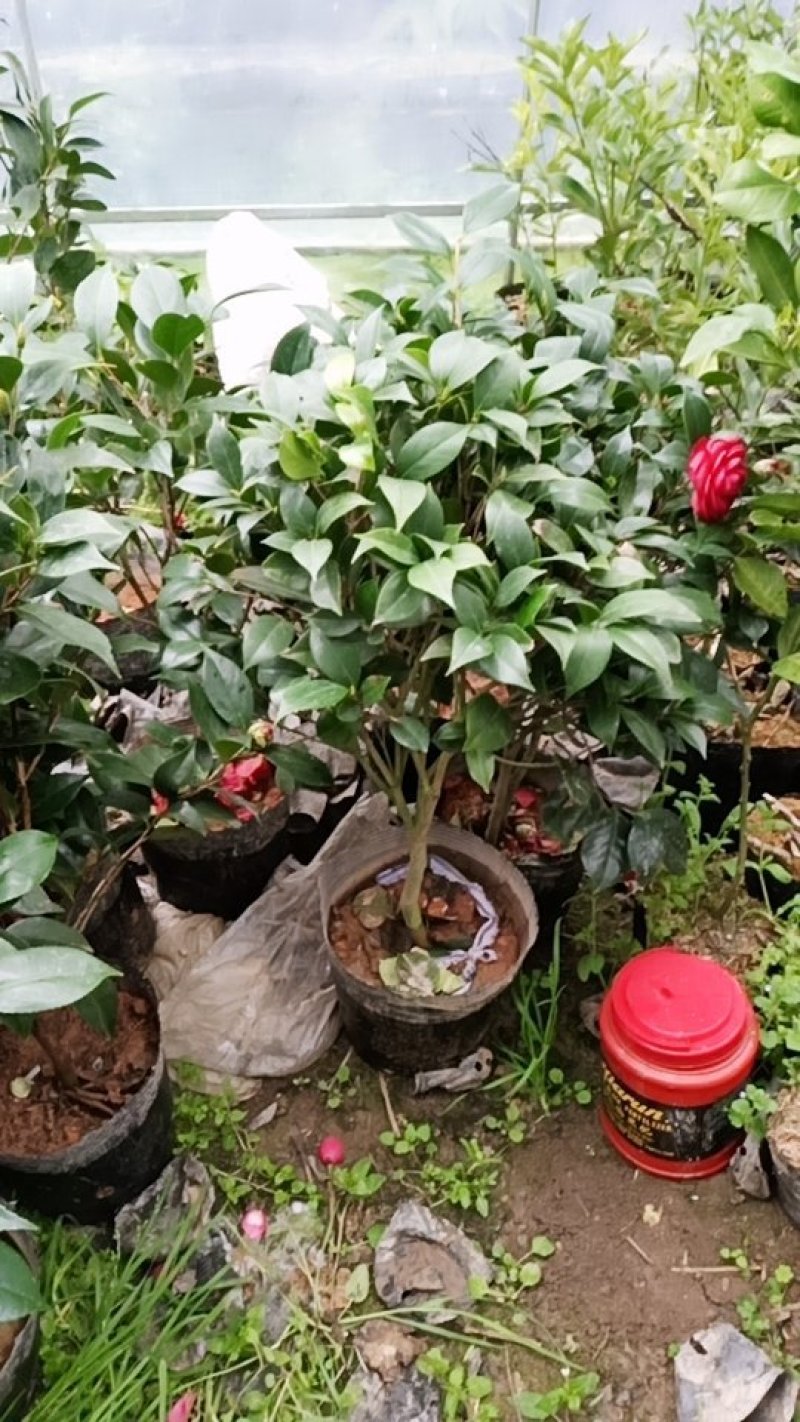 大学士山茶花