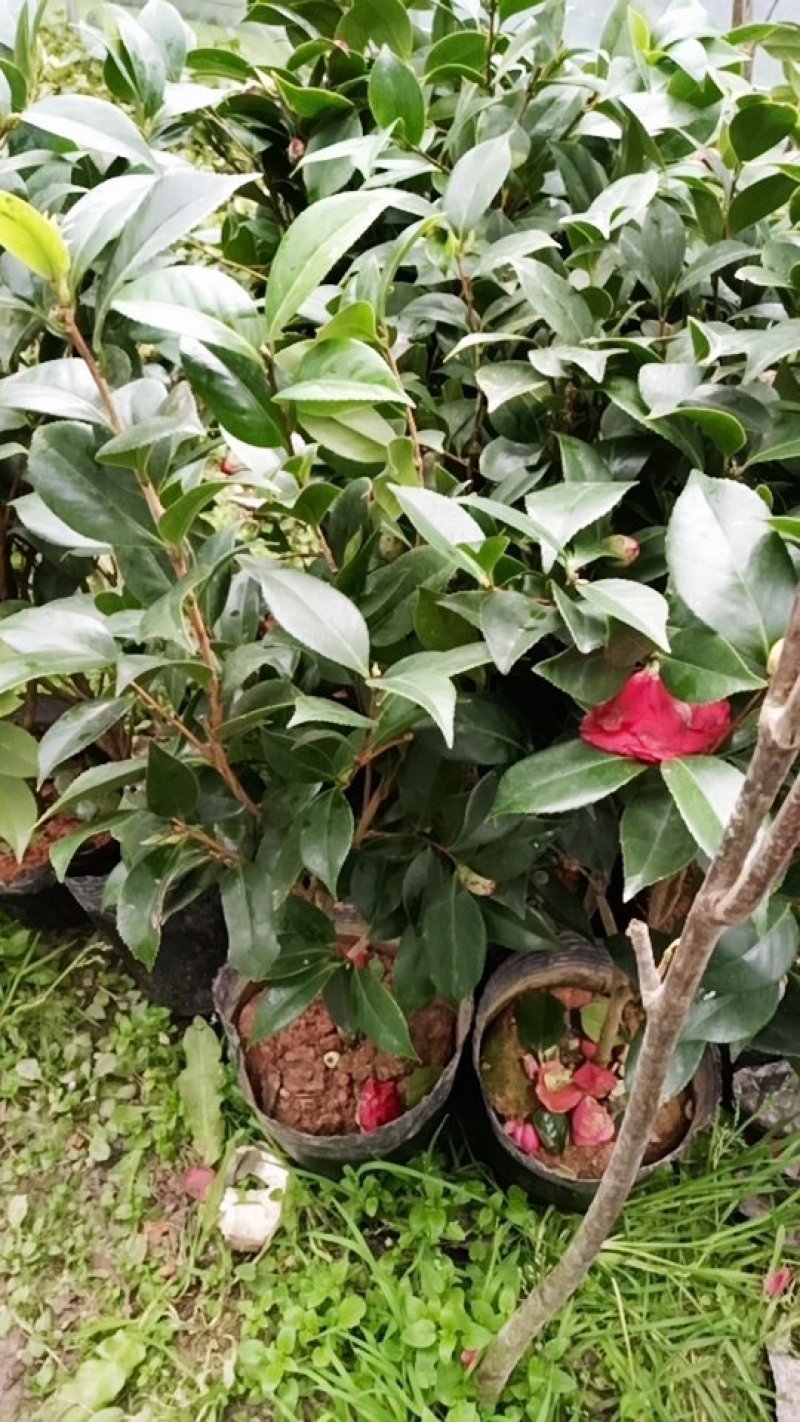 大学士山茶花