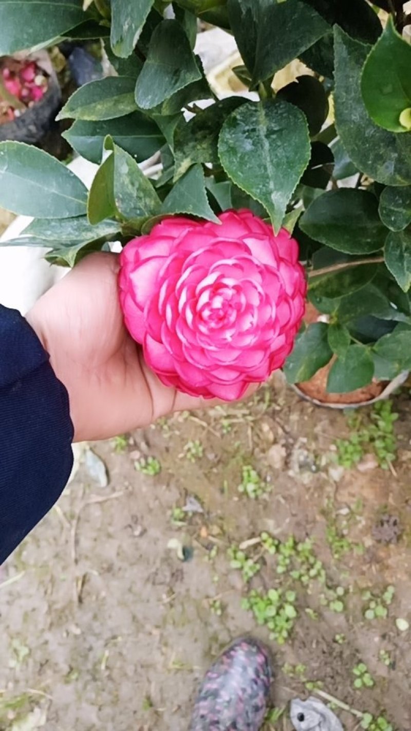 大学士山茶花