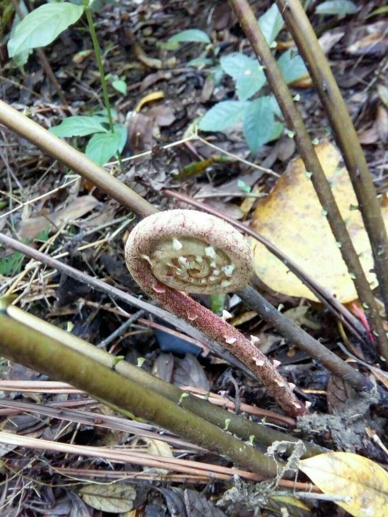 野山葛勾