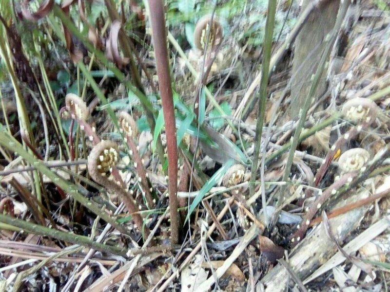 野山葛勾