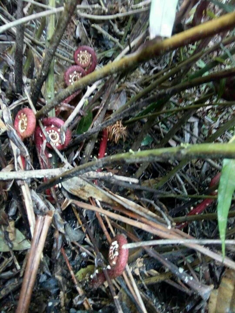 野山葛勾