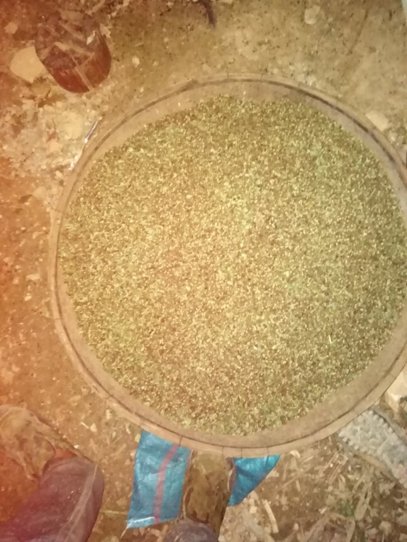 青花椒自然干