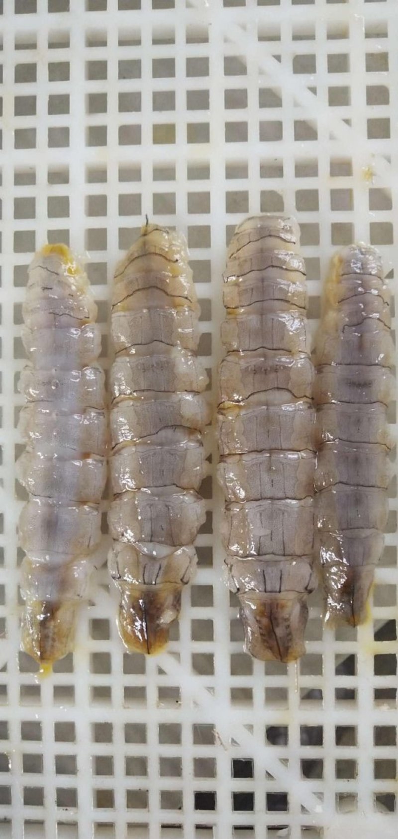 渤海弯爬虾肉皮皮虾肉虾爬子赖尿虾琵琶虾包饺子肉