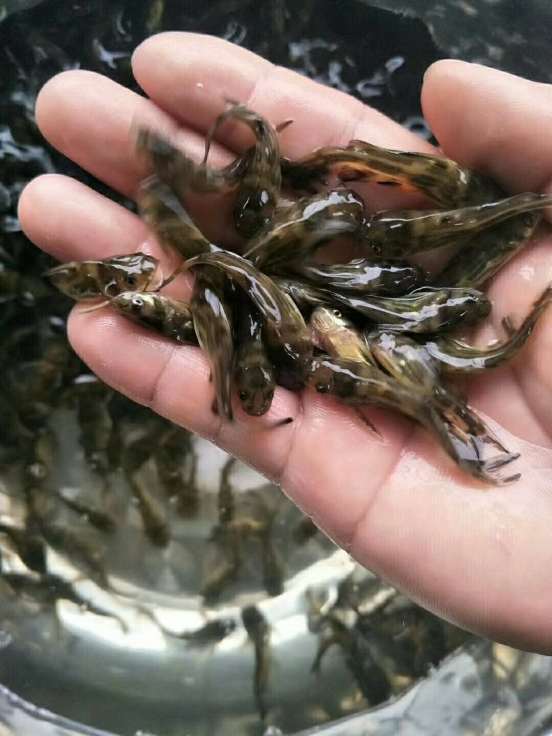 黄颡鱼鱼苗（全程提供技术跟进指导）量大从优