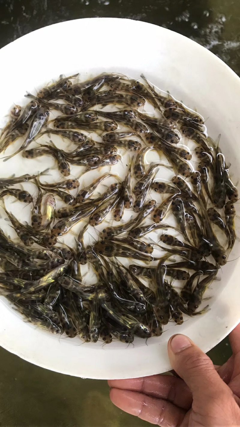 黄颡鱼鱼苗（全程提供技术跟进指导）量大从优