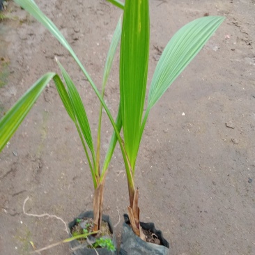 老人葵树苗园林绿化树叶大如扇棕榈科植物