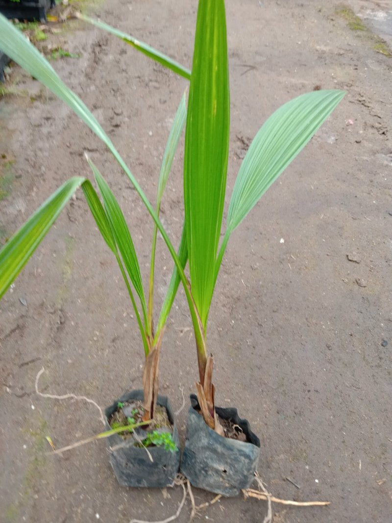 老人葵树苗园林绿化树叶大如扇棕榈科植物
