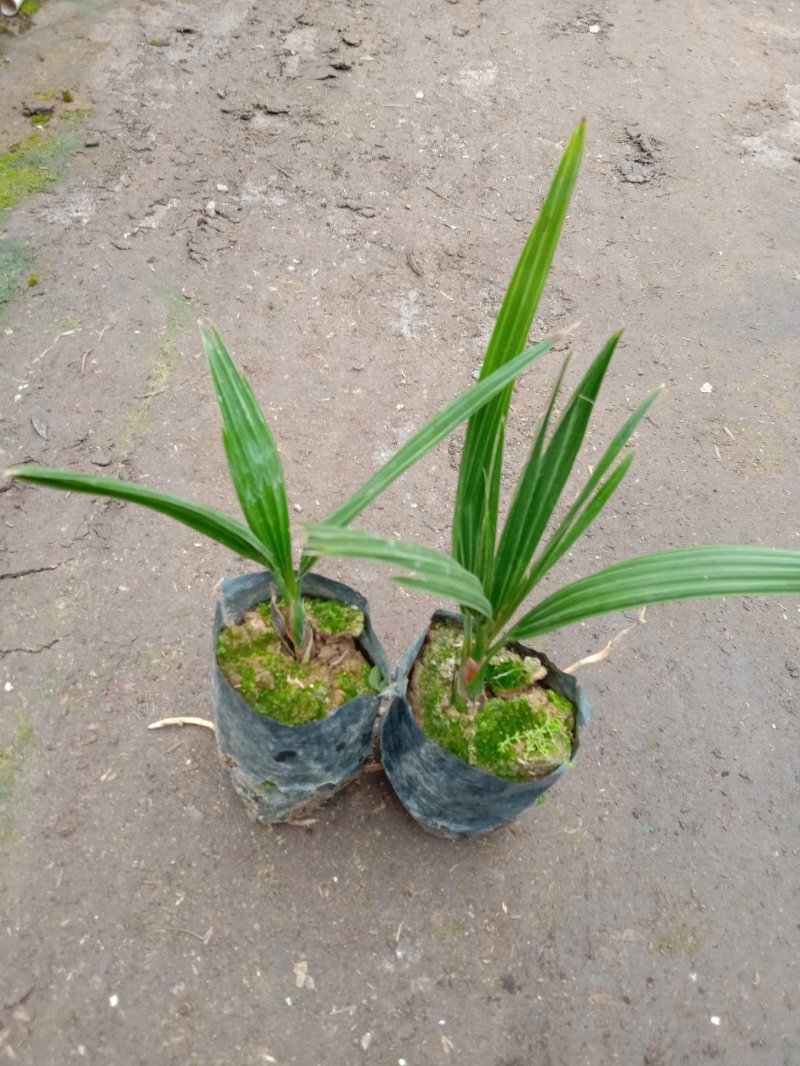 加拿利海枣庭园盆栽园林绿化树棕榈科植物