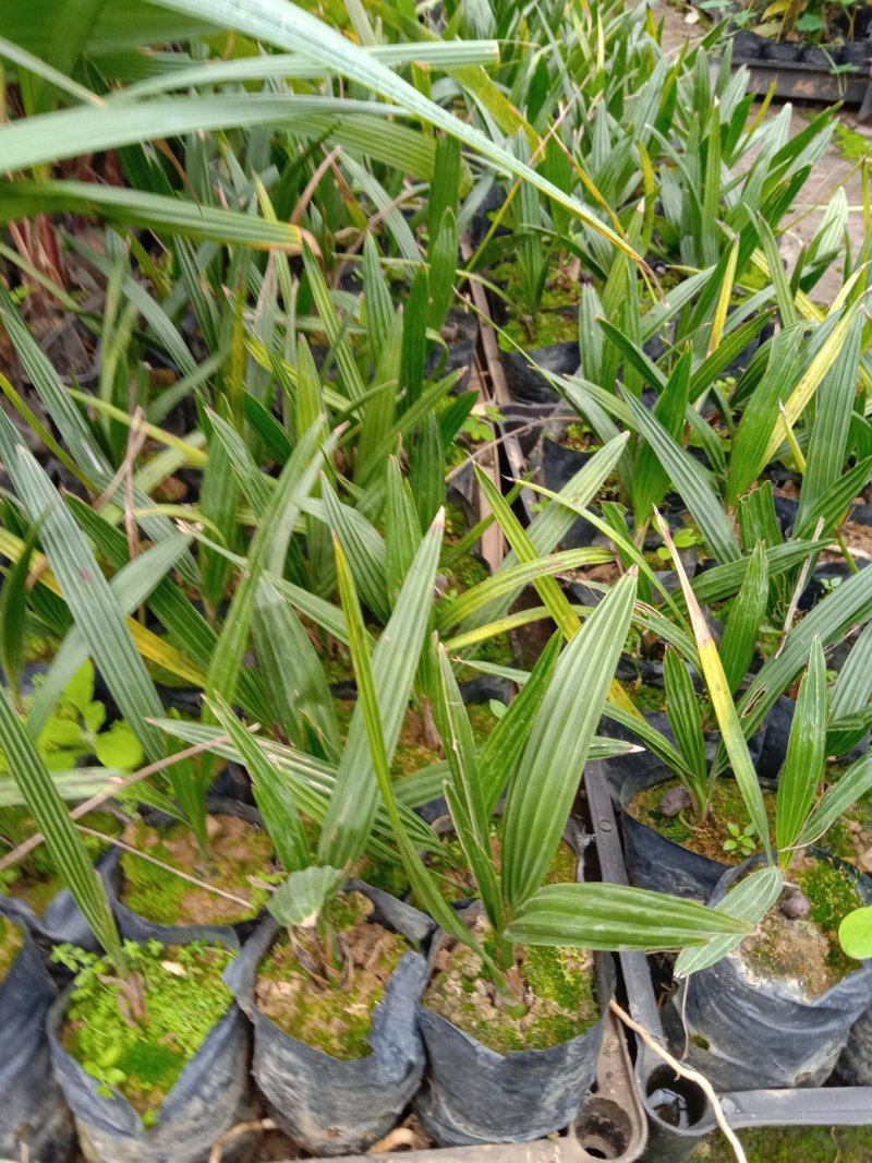 加拿利海枣庭园盆栽园林绿化树棕榈科植物