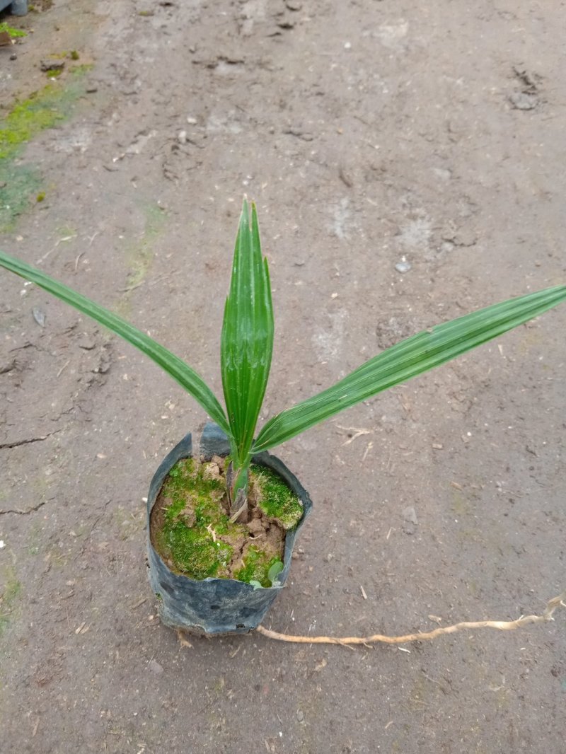 加拿利海枣庭园盆栽园林绿化树棕榈科植物