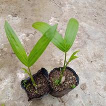 三药槟榔苗棕榈科植物耐阴性强形若翠竹
