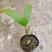 三药槟榔苗棕榈科植物耐阴性强形若翠竹