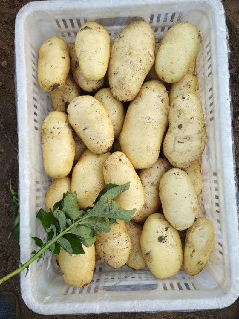【荐】土豆种子牙子，直接种植的土豆种子，黄皮黄心免育苗