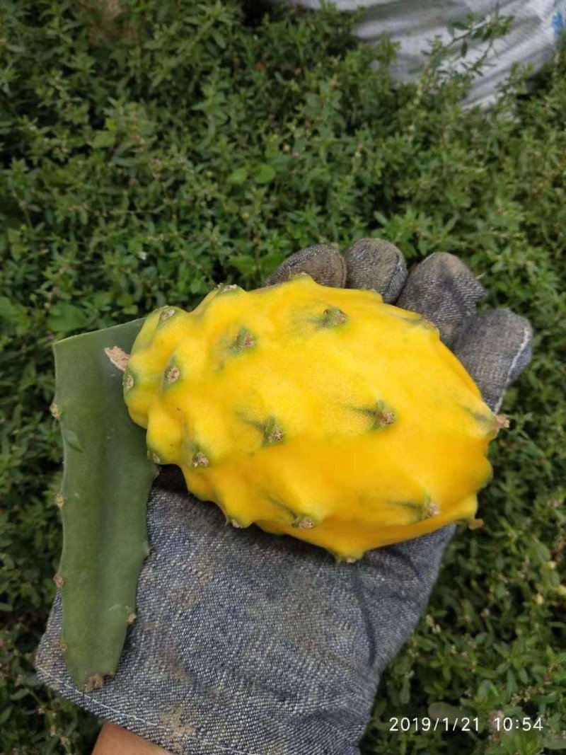 白肉火龙果树苗红心火龙果苗金都一号四季可盆栽种植当