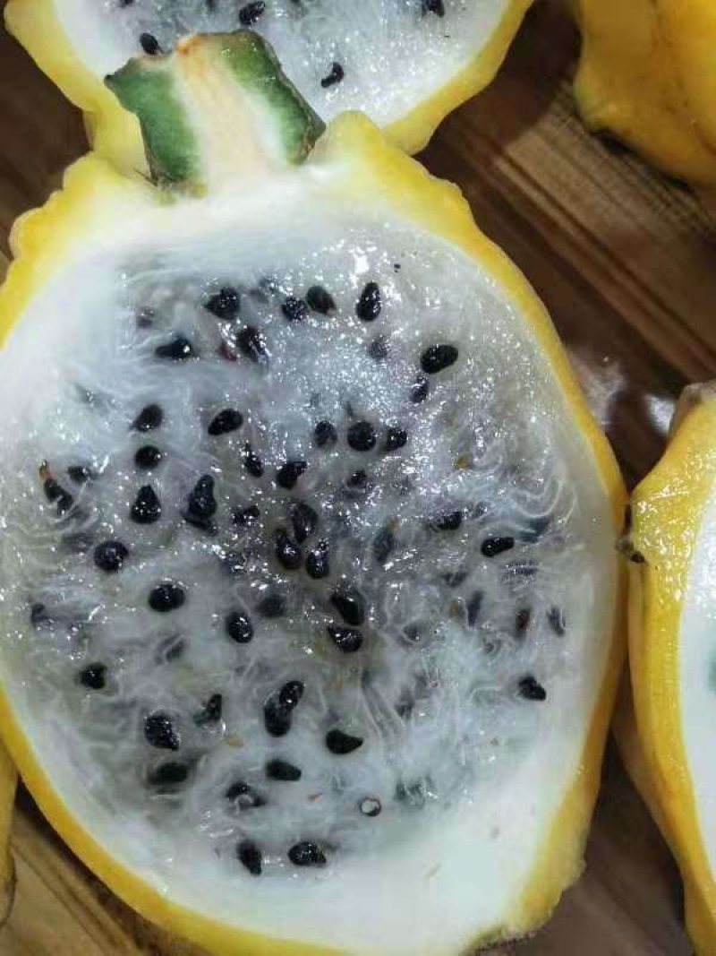 白肉火龙果树苗红心火龙果苗金都一号四季可盆栽种植当