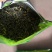 正宗手工红茶绿茶福建寿宁高山含硒锌量高包邮