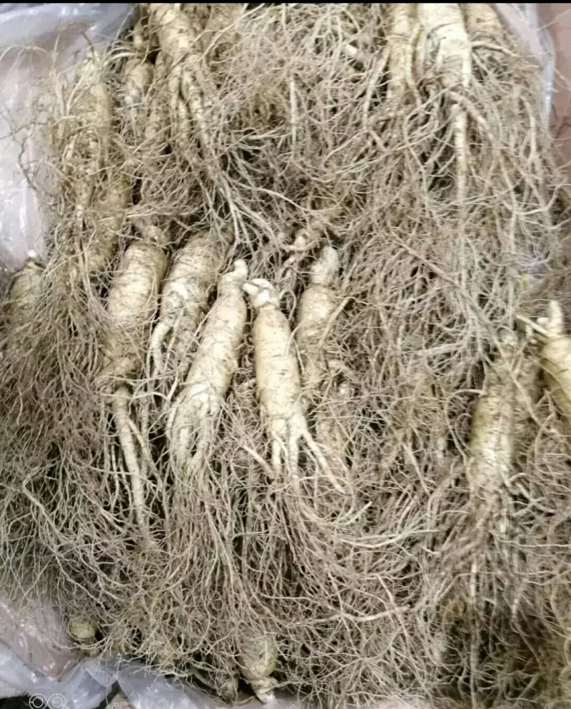 人参批发零售1斤包邮产地直供，质优价廉