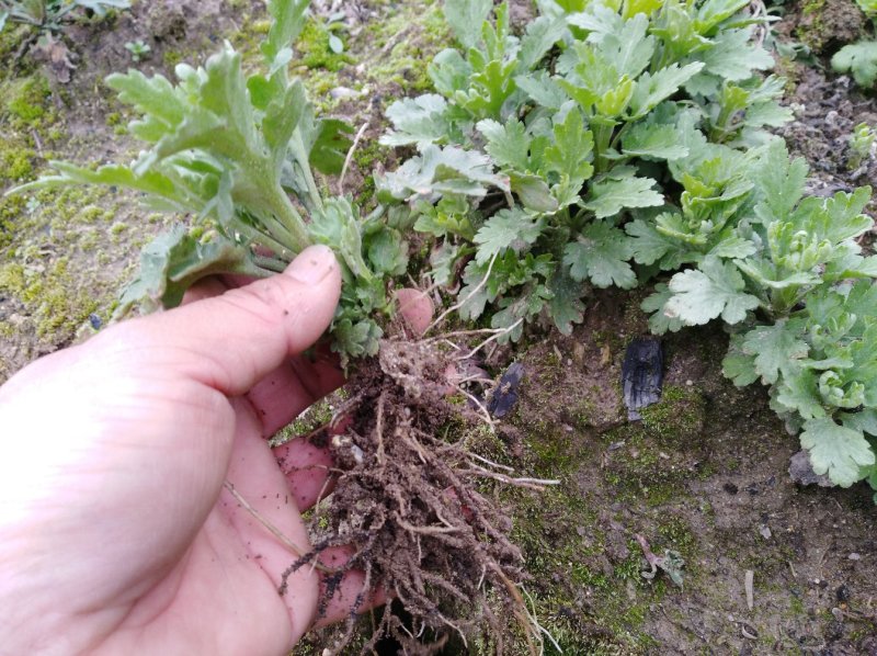 本合作社批发优质金丝皇菊苗，婺源皇菊苗，七月菊苗等等