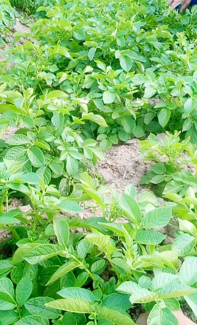张贵洪