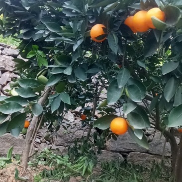 脐橙