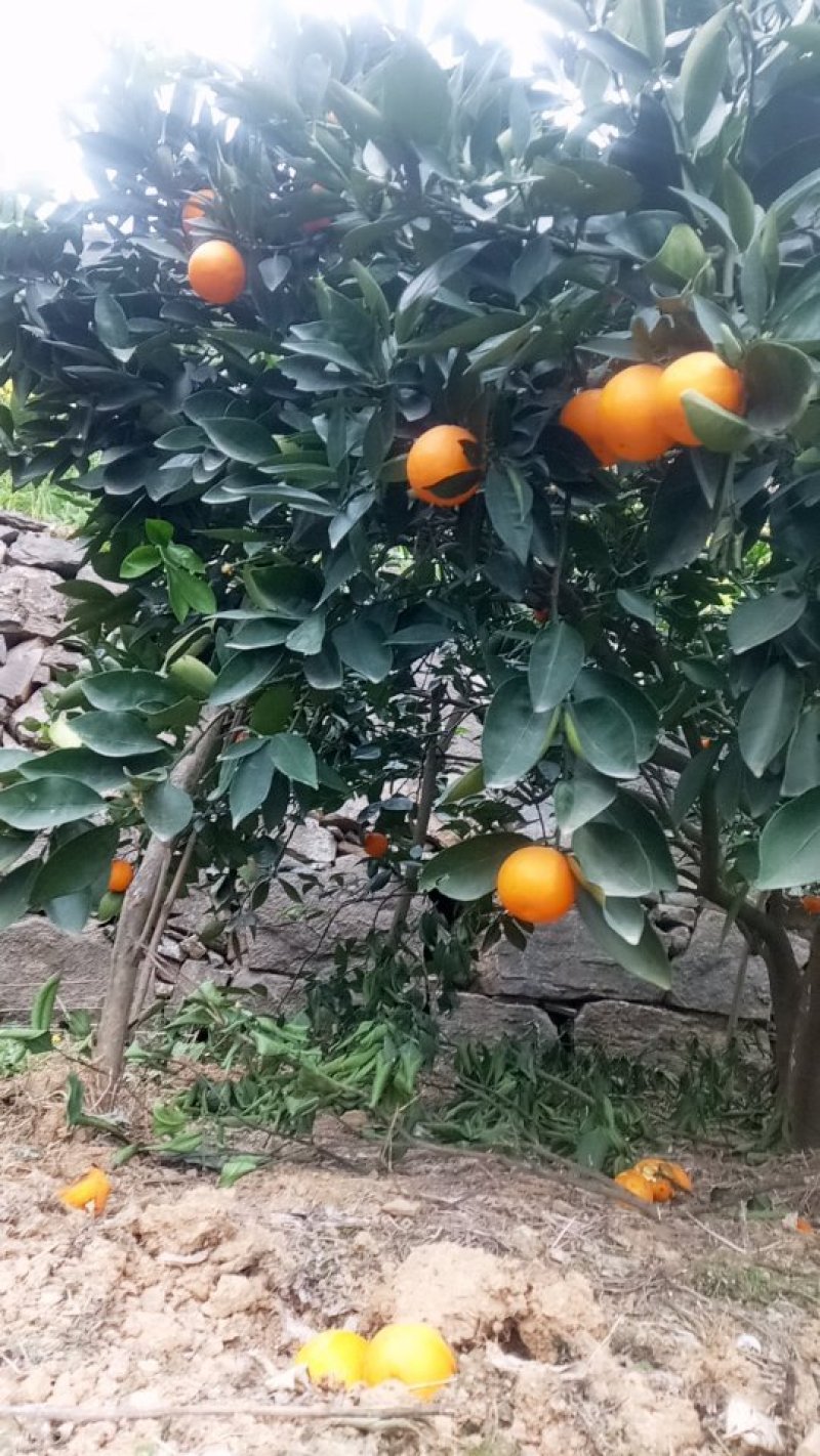 脐橙