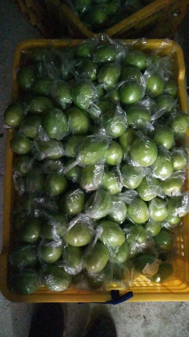 广西平南丹竹优质大清枣，欢迎各位老板前来选购，