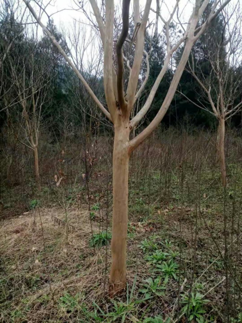 紫薇