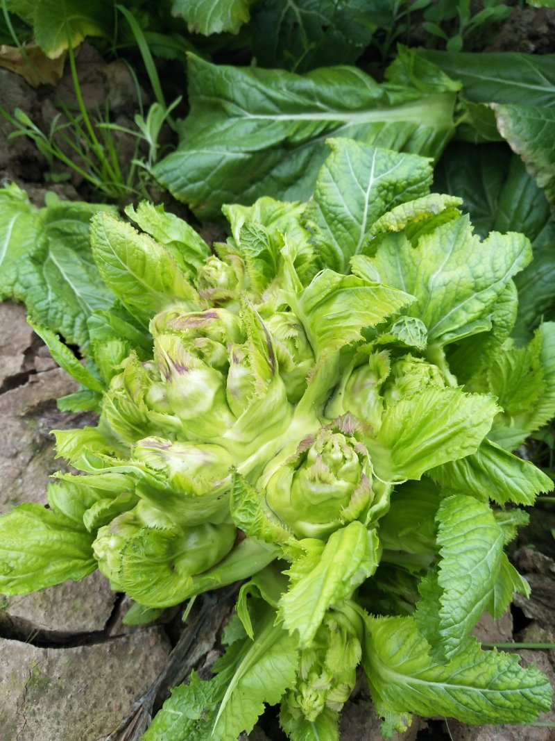 精品儿菜大量上市