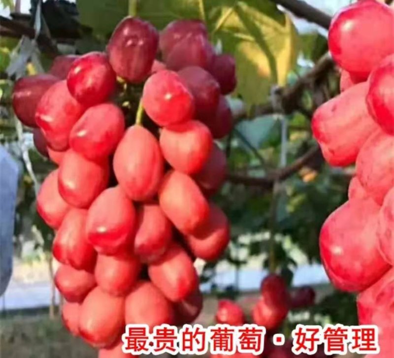 葡萄苗浪漫红颜【速生生长速度结果快】成活率高