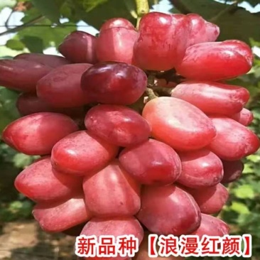 葡萄苗浪漫红颜【速生生长速度结果快】成活率高