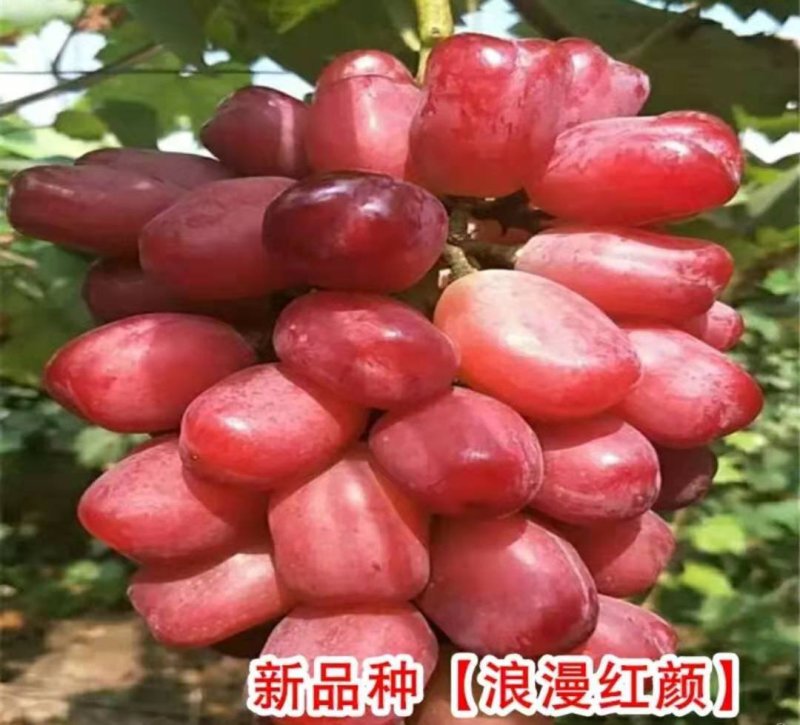 葡萄苗浪漫红颜【速生生长速度结果快】成活率高