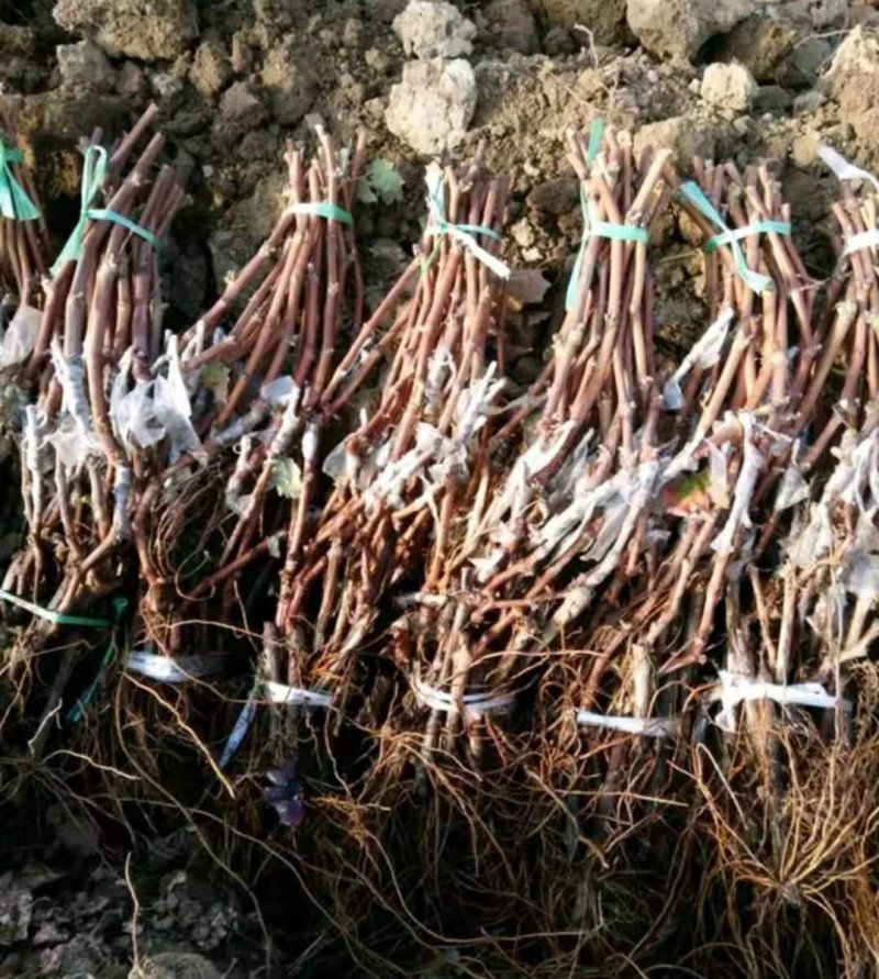 葡萄苗浪漫红颜【速生生长速度结果快】成活率高