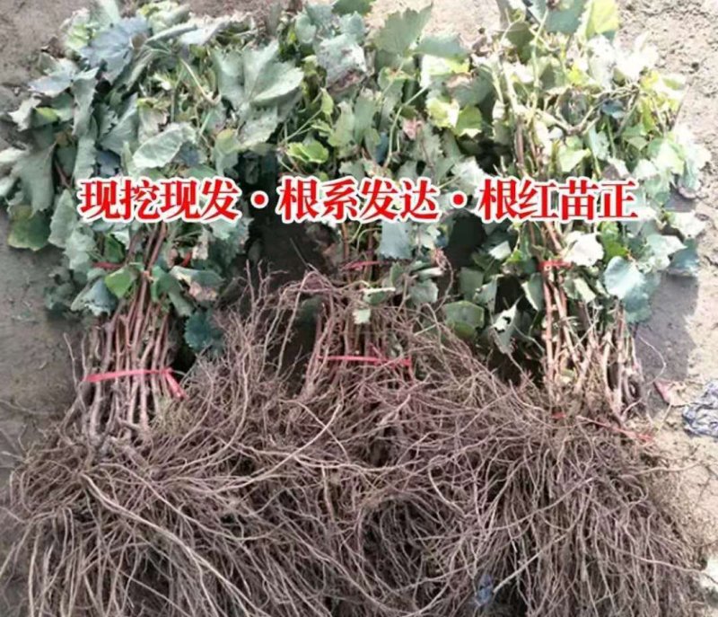 葡萄苗浪漫红颜【速生生长速度结果快】成活率高