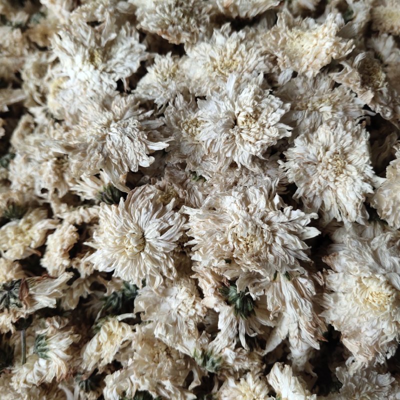 菊花安徽黄山贡菊花七月菊茶用关书药业
