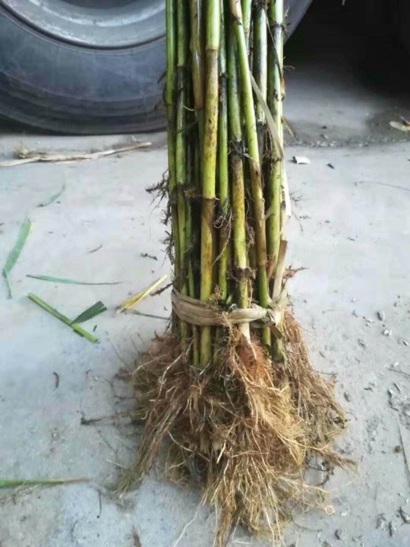 荷花芦苇睡莲香蒲等