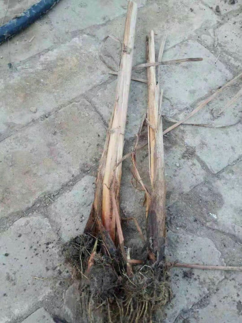 荷花芦苇睡莲香蒲等