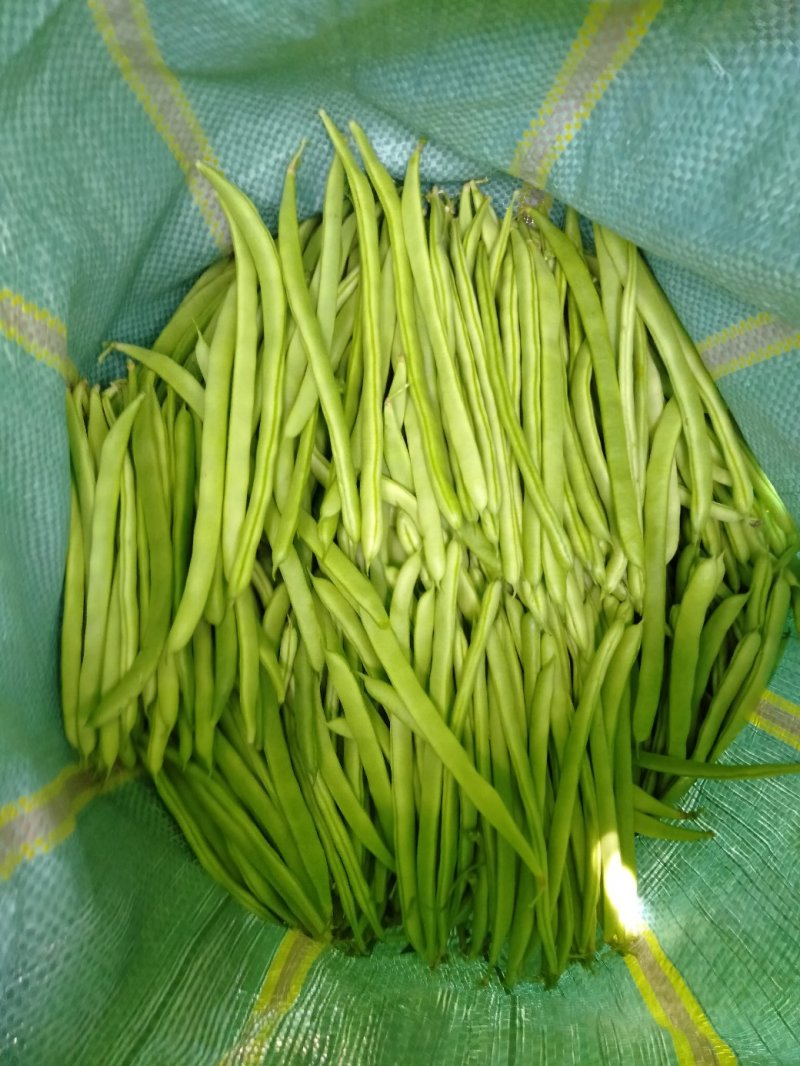 四季豆货愿充足，质优，找合作伙伴