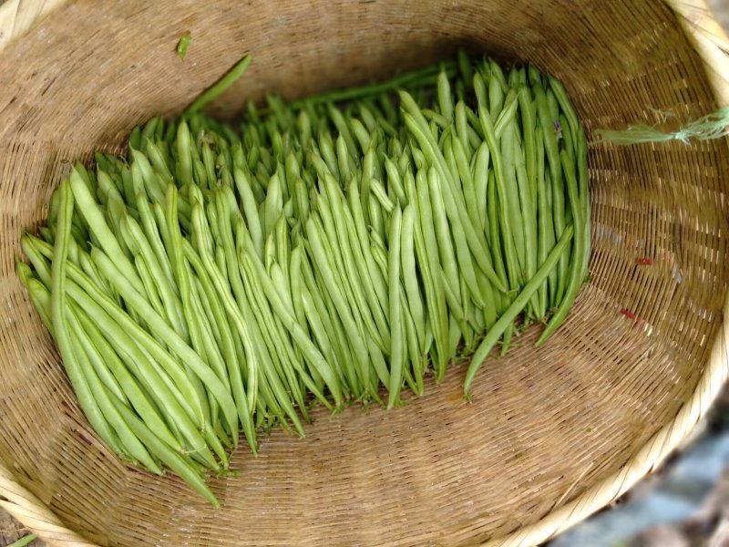 四季豆货愿充足，质优，找合作伙伴