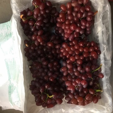 山东青岛莱西，大量的克瑞森葡萄出库了，欢迎全国的客商前来