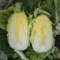 黄心白菜