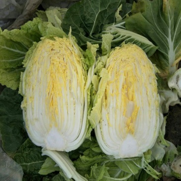 黄心白菜