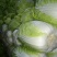 黄心白菜秋宝光临