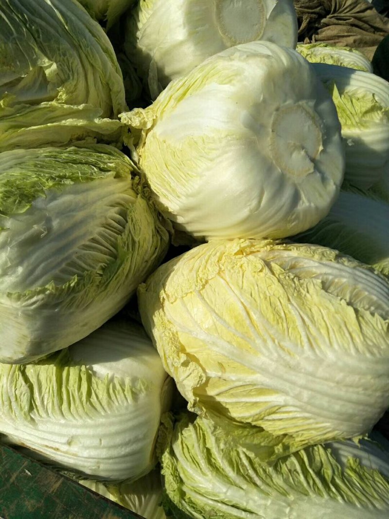 黄心白菜秋宝光临