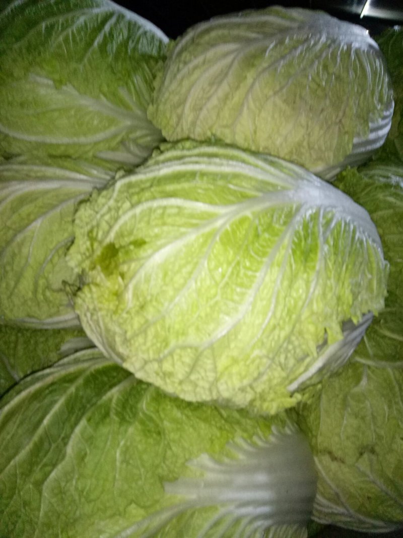 黄心白菜秋宝光临