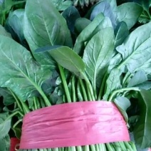 大叶菠菜