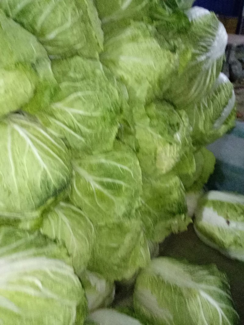 黄心白菜秋宝光临